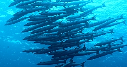 Sipadan_2015_Barracudas a nageoires noires_Sphyraena qenie_IMG_2307_rc